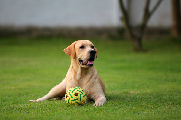 A dog in a yard.