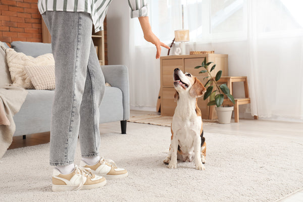 Dog indoors.