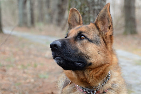 Dog Looking at Something